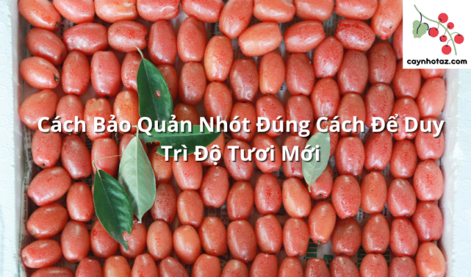 Cách Bảo Quản Nhót Đúng Cách Để Duy Trì Độ Tươi Mới