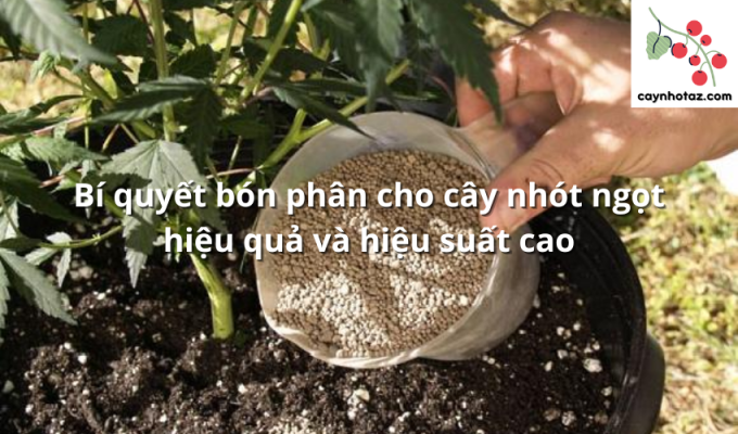 Bí quyết bón phân cho cây nhót ngọt hiệu quả và hiệu suất cao