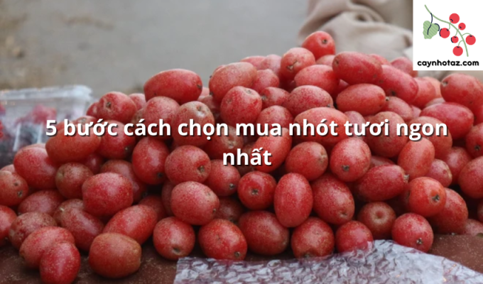 5 bước cách chọn mua nhót tươi ngon nhất