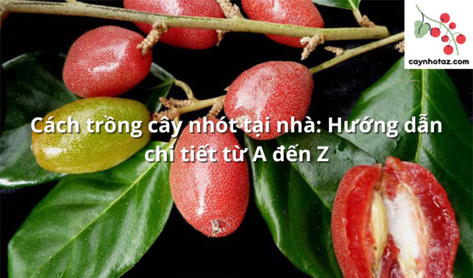 Cách trồng cây nhót tại nhà: Hướng dẫn chi tiết từ A đến Z