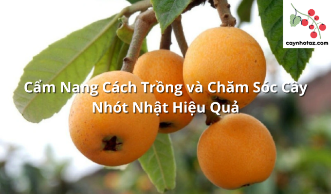 Cẩm Nang Cách Trồng và Chăm Sóc Cây Nhót Nhật Hiệu Quả