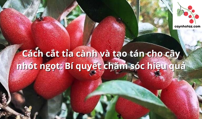 Cách cắt tỉa cành và tạo tán cho cây nhót ngọt: Bí quyết chăm sóc hiệu quả