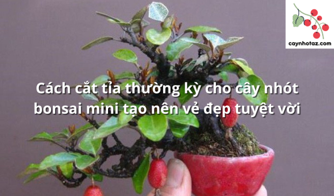 Cách cắt tỉa thường kỳ cho cây nhót bonsai mini tạo nên vẻ đẹp tuyệt vời