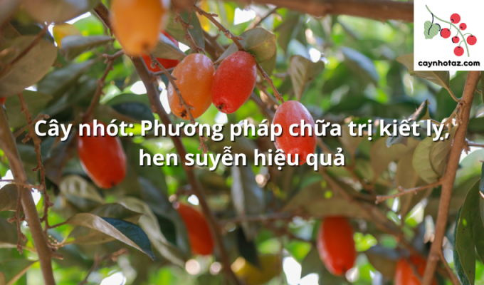 Cây nhót: Phương pháp chữa trị kiết lỵ, hen suyễn hiệu quả