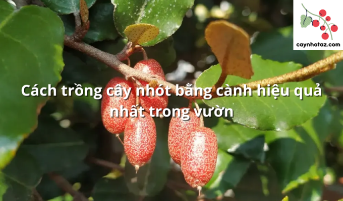 Cách trồng cây nhót bằng cành hiệu quả nhất trong vườn