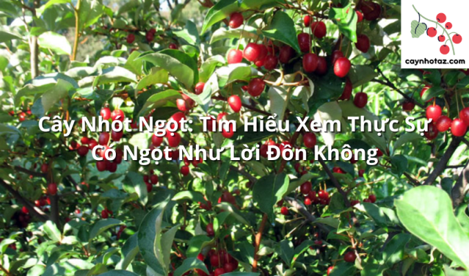 Cây Nhót Ngọt: Tìm Hiểu Xem Thực Sự Có Ngọt Như Lời Đồn Không