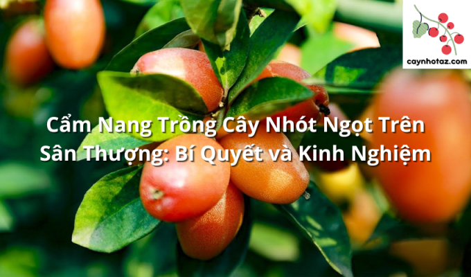 Cẩm Nang Trồng Cây Nhót Ngọt Trên Sân Thượng: Bí Quyết và Kinh Nghiệm