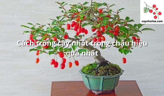 Cách trồng cây nhót trong chậu hiệu quả nhất