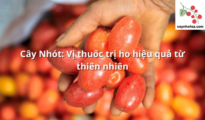 Cây Nhót: Vị thuốc trị ho hiệu quả từ thiên nhiên