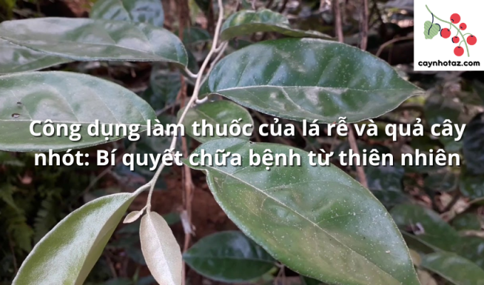 Công dụng làm thuốc của lá rễ và quả cây nhót: Bí quyết chữa bệnh từ thiên nhiên