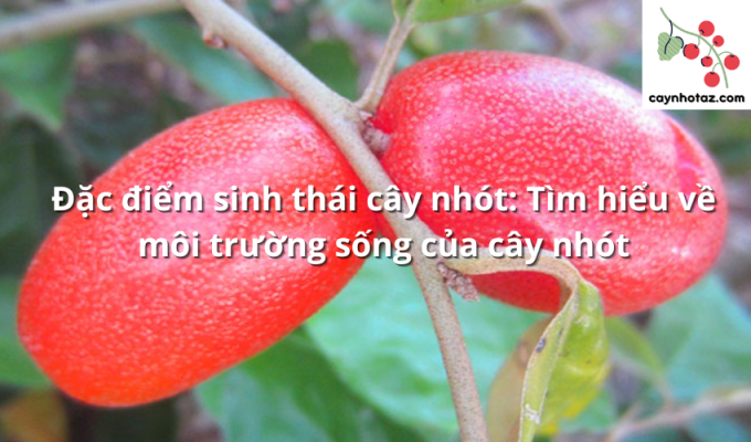 Đặc điểm sinh thái cây nhót: Tìm hiểu về môi trường sống của cây nhót