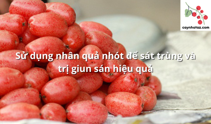 Sử dụng nhân quả nhót để sát trùng và trị giun sán hiệu quả