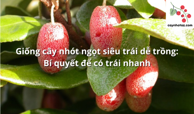 Giống cây nhót ngọt siêu trái dễ trồng: Bí quyết để có trái nhanh