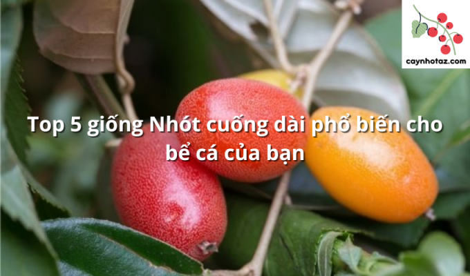 Top 5 giống Nhót cuống dài phổ biến cho bể cá của bạn