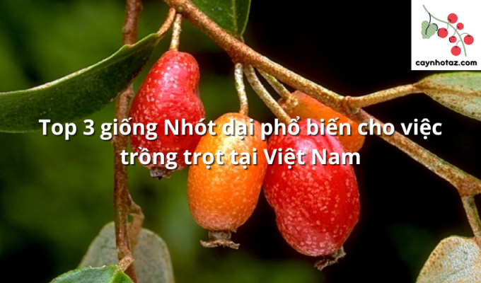 Top 3 giống Nhót dại phổ biến cho việc trồng trọt tại Việt Nam