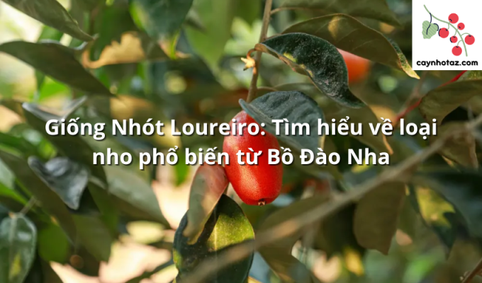 Giống Nhót Loureiro: Tìm hiểu về loại nho phổ biến từ Bồ Đào Nha