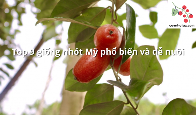 Top 9 giống nhót Mỹ phổ biến và dễ nuôi