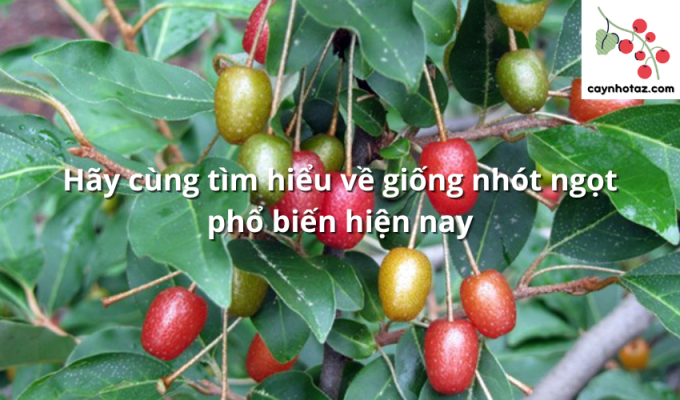 Hãy cùng tìm hiểu về giống nhót ngọt phổ biến hiện nay