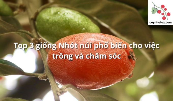 Top 3 giống Nhót núi phổ biến cho việc trồng và chăm sóc