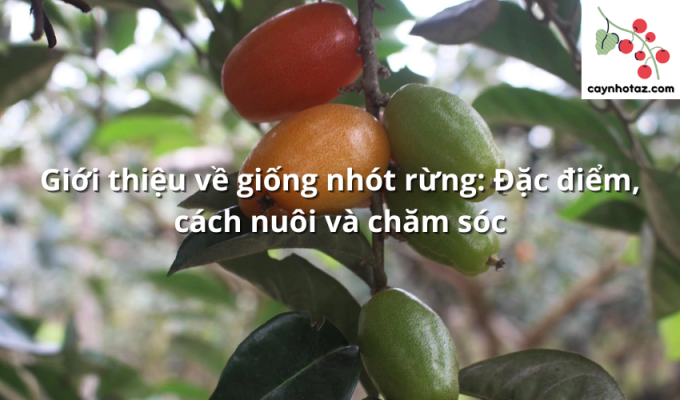 Giới thiệu về giống nhót rừng: Đặc điểm, cách nuôi và chăm sóc