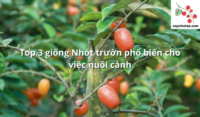 Top 3 giống Nhót trườn phổ biến cho việc nuôi cảnh