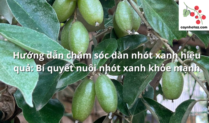 Hướng dẫn chăm sóc dàn nhót xanh hiệu quả: Bí quyết nuôi nhót xanh khỏe mạnh