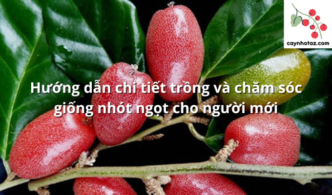 Hướng dẫn chi tiết trồng và chăm sóc giống nhót ngọt cho người mới