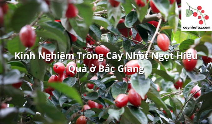 Kinh Nghiệm Trồng Cây Nhót Ngọt Hiệu Quả ở Bắc Giang