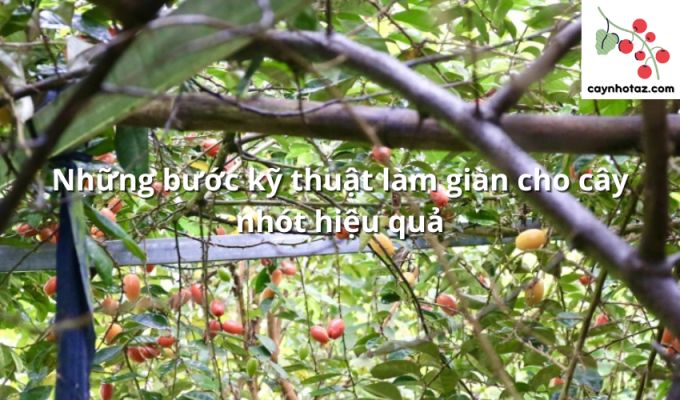 Những bước kỹ thuật làm giàn cho cây nhót hiệu quả