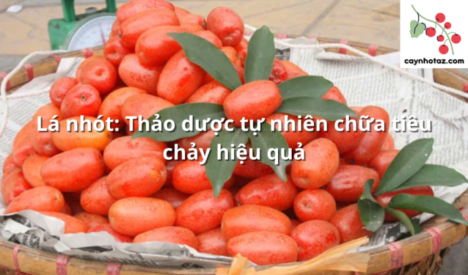 Lá nhót: Thảo dược tự nhiên chữa tiêu chảy hiệu quả