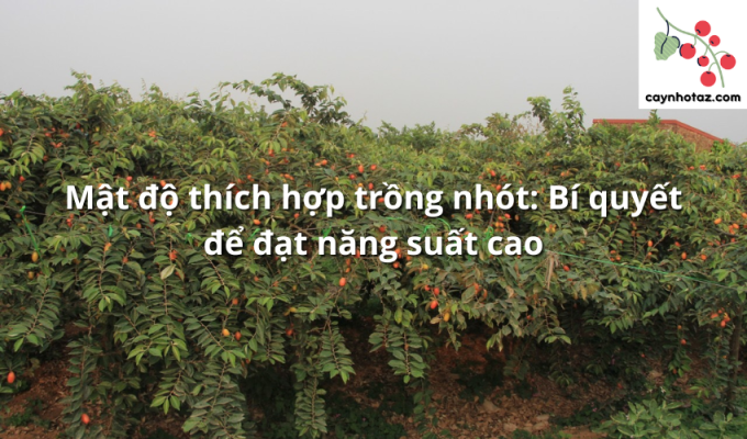 Mật độ thích hợp trồng nhót: Bí quyết để đạt năng suất cao