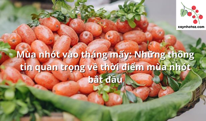 Mùa nhót vào tháng mấy: Những thông tin quan trọng về thời điểm mùa nhót bắt đầu