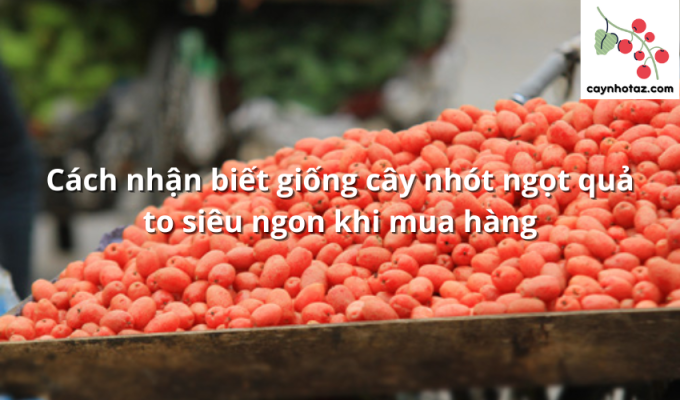 Cách nhận biết giống cây nhót ngọt quả to siêu ngon khi mua hàng