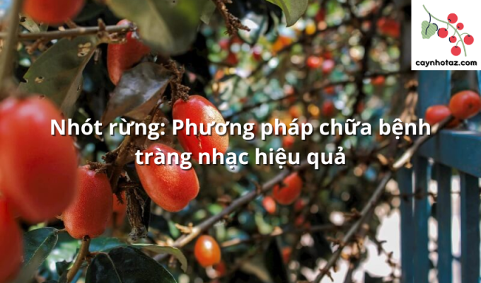 Nhót rừng: Phương pháp chữa bệnh tràng nhạc hiệu quả