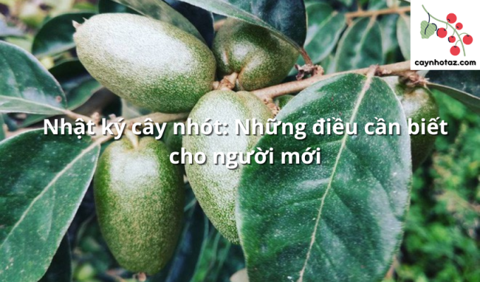 Nhật ký cây nhót: Những điều cần biết cho người mới