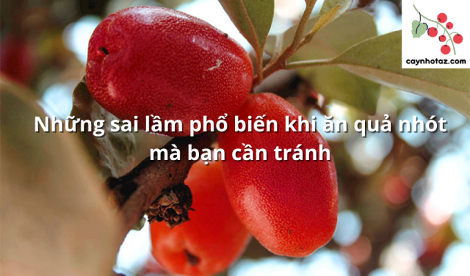 Những sai lầm phổ biến khi ăn quả nhót mà bạn cần tránh