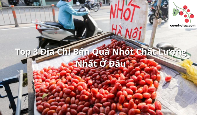 Top 3 Địa Chỉ Bán Quả Nhót Chất Lượng Nhất Ở Đâu