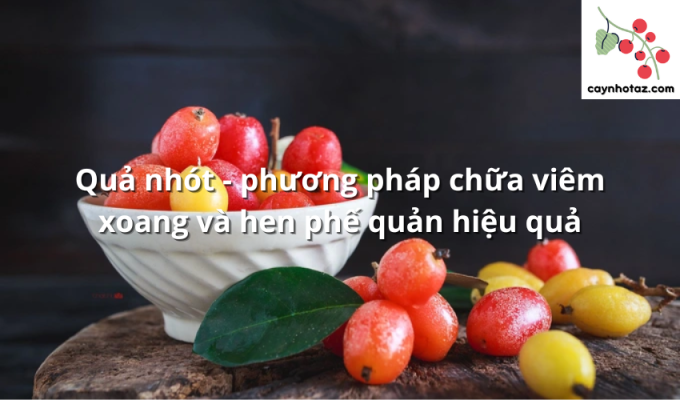 Quả nhót - phương pháp chữa viêm xoang và hen phế quản hiệu quả