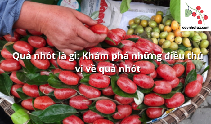 Quả nhót là gì: Khám phá những điều thú vị về quả nhót