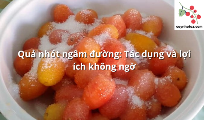 Quả nhót ngâm đường: Tác dụng và lợi ích không ngờ