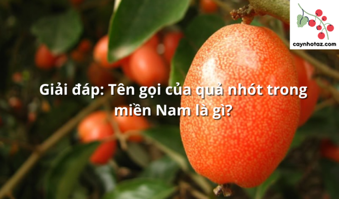 Giải đáp: Tên gọi của quả nhót trong miền Nam là gì?