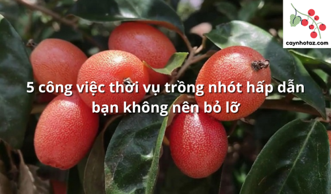 5 công việc thời vụ trồng nhót hấp dẫn bạn không nên bỏ lỡ