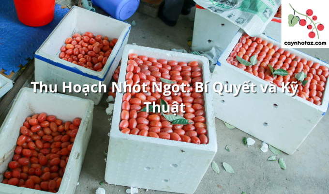 Thu Hoạch Nhót Ngọt: Bí Quyết và Kỹ Thuật