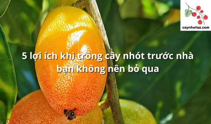 5 lợi ích khi trồng cây nhót trước nhà bạn không nên bỏ qua