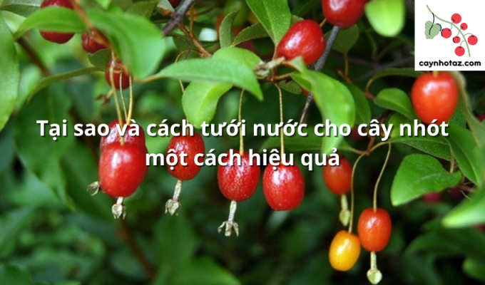 Tại sao và cách tưới nước cho cây nhót một cách hiệu quả