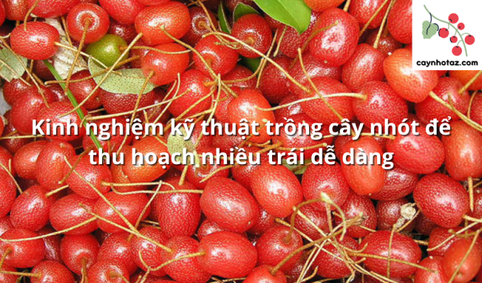 Kinh nghiệm kỹ thuật trồng cây nhót để thu hoạch nhiều trái dễ dàng