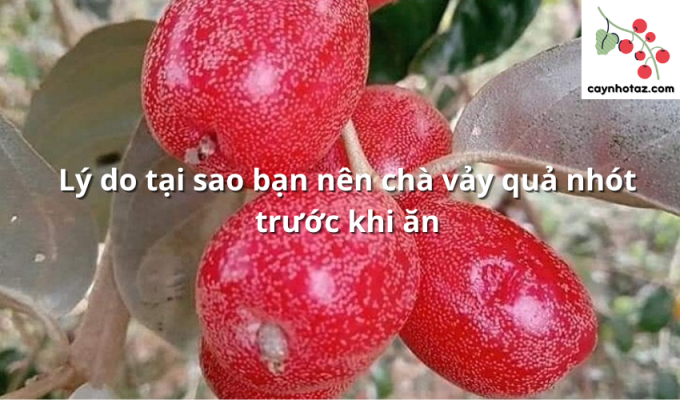 Lý do tại sao bạn nên chà vảy quả nhót trước khi ăn